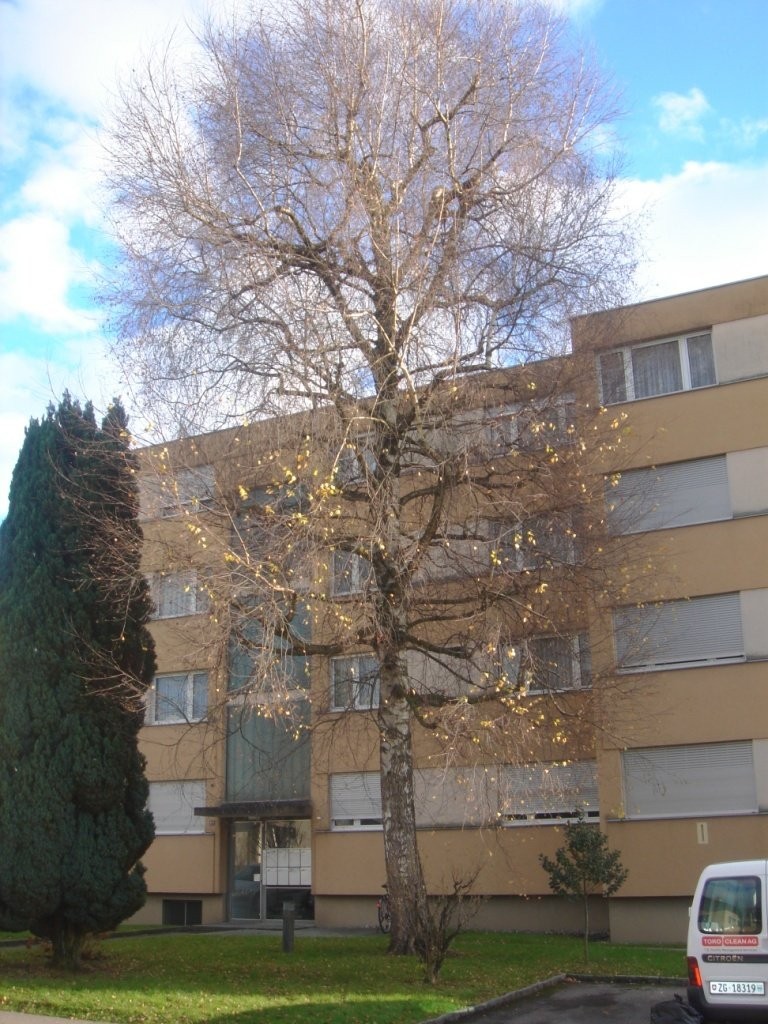 Wohnung sucht neue Partner! - 0