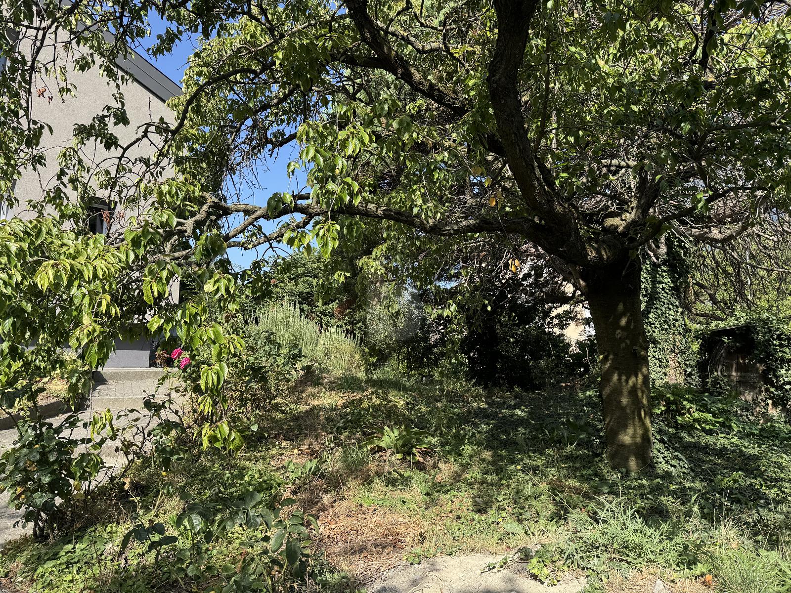 BAISSE DE PRIX!!! LUMINOSITE INTEMPORELLE ET RADIEUSE - 2