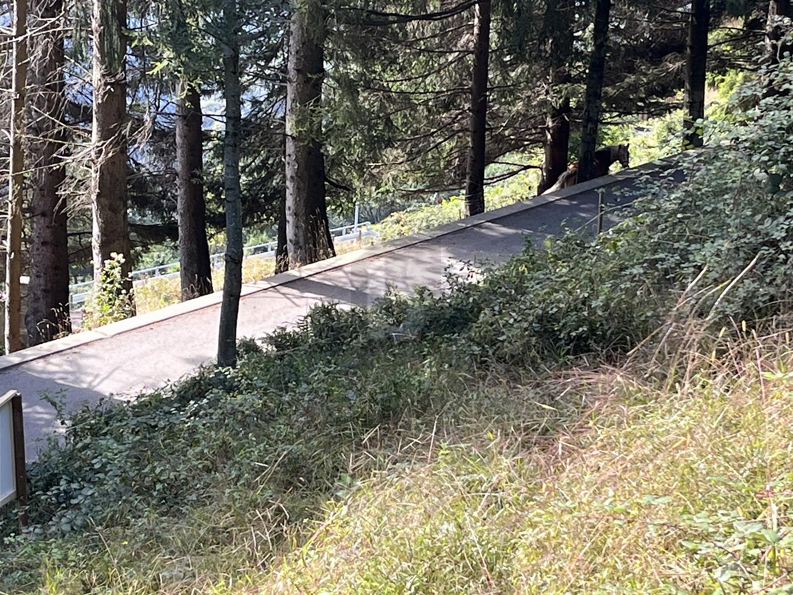 SCHÖNES GRUNDSTÜCK IM SONNIGEN MOROBBIATAL - 4