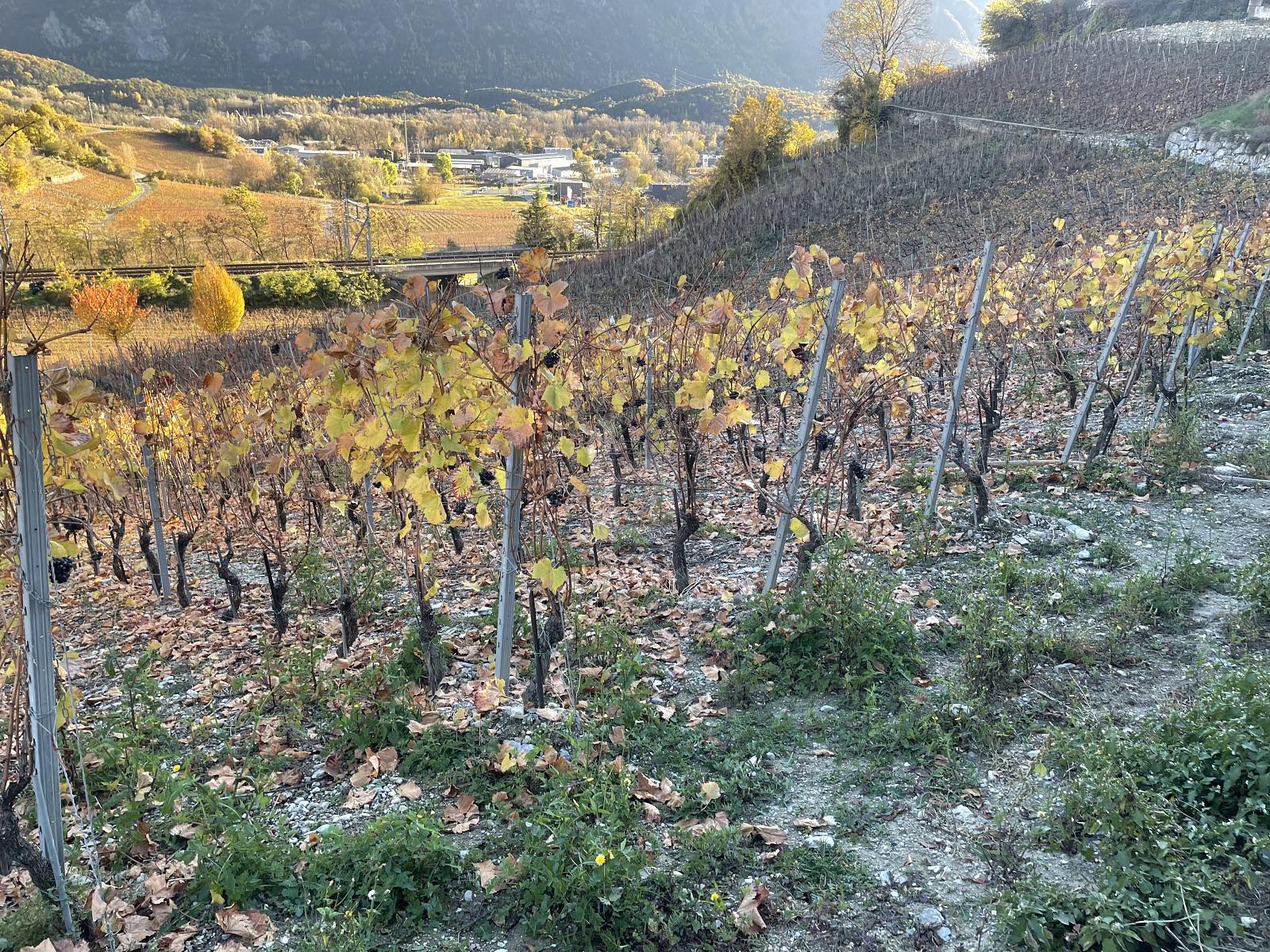 IN MITTEN MALERISCHER WEINBERGE - 2