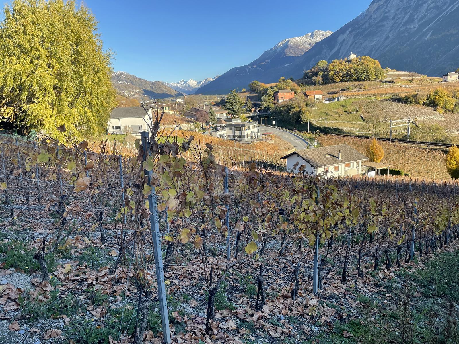 IN MITTEN MALERISCHER WEINBERGE - 4