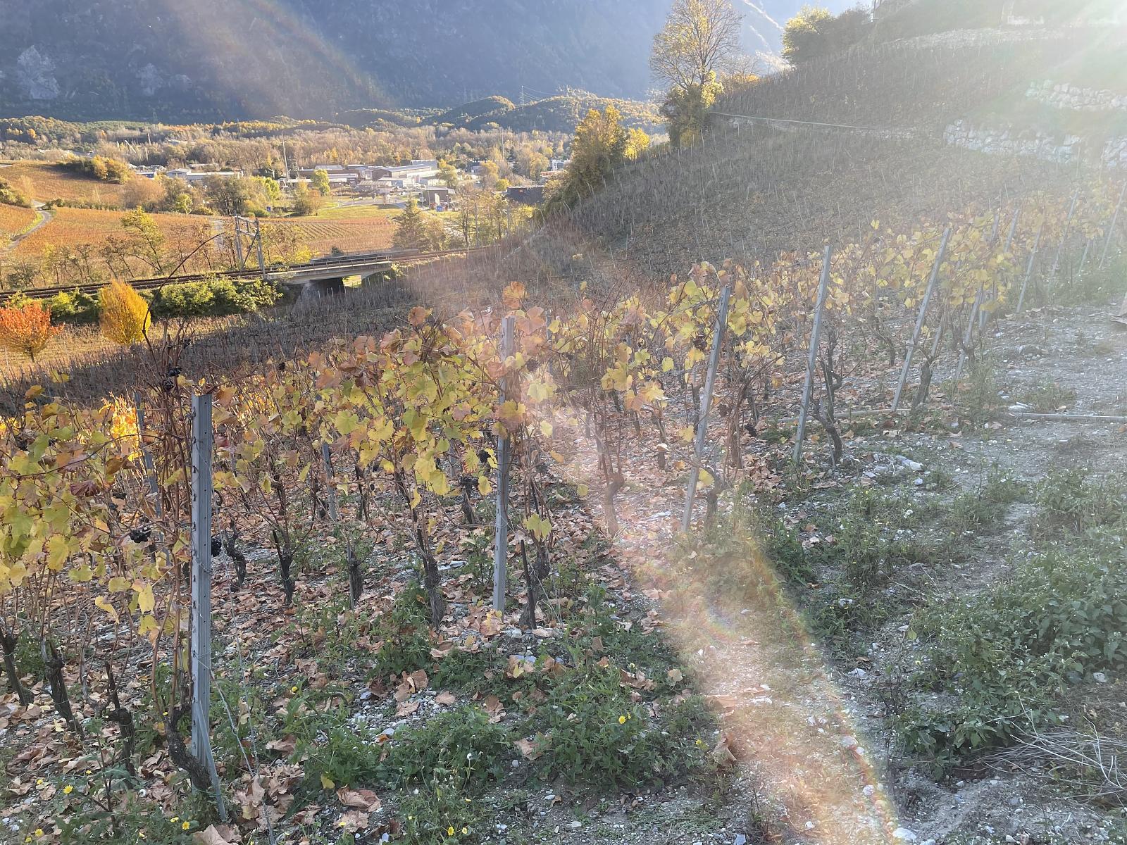 IN MITTEN MALERISCHER WEINBERGE - 1